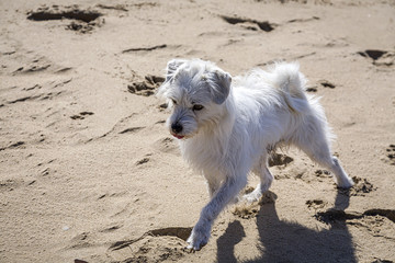 dog in the beach
