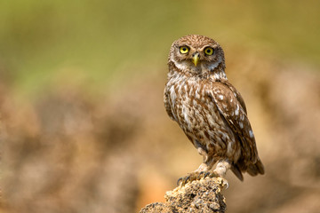 The little owl (Athene noctua) is on the stone.