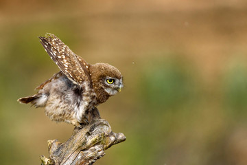 The little owl (Athene noctua) sitting on a stick with wings spread