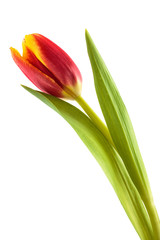 Bright spring bouquet.