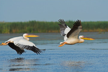 White Pelican in Danube Delta