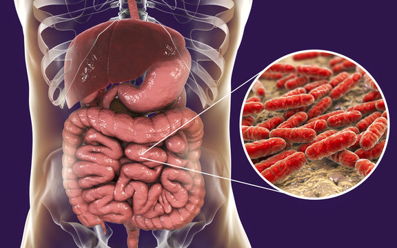 Normal Flora Of Small Intestine, Bacteria Lactobacillus, 3D Illustration. Lactic Acid Bacteria. Probiotic Bacterium