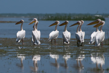 White Pelican in Danube Delta
