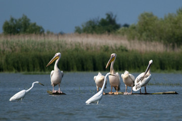 White Pelican in Danube Delta