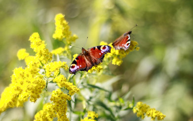 Wiosna motyle kwiaty