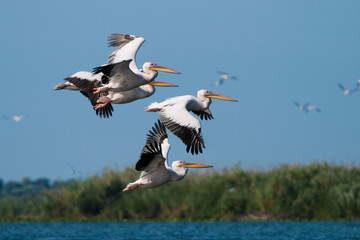 White Pelican in Danube Delta