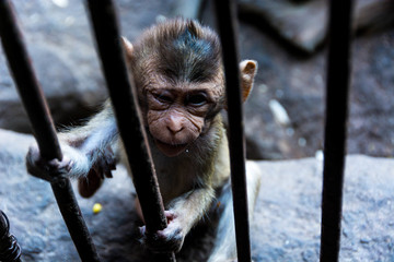 Monkey Behind Bars