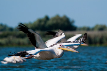 White Pelican in Danube Delta
