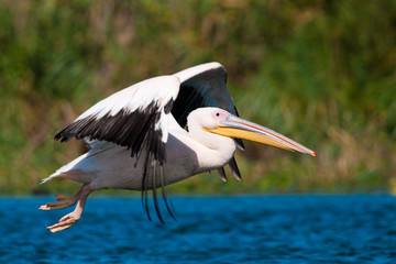 White Pelican in Danube Delta
