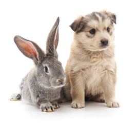 Rabbit and dog.