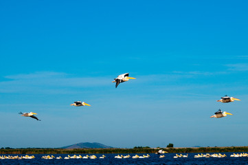 White Pelican in Danube Delta