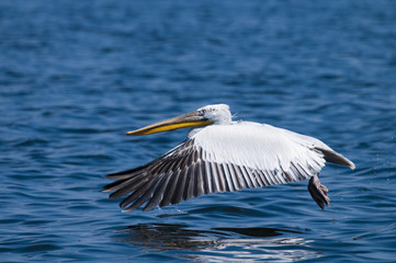 Dalmatian Pelican