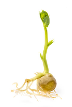 A green pea sprout isolated on a white