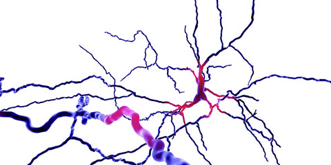 Dopaminergic neuron, computer reconstruction. Degeneration of this brain cells are responsible for development of Parkinson's disease, 3D illustration