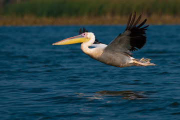 White Pelican in Danube Delta