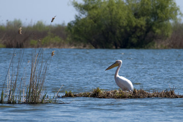 White Pelican in Danube Delta