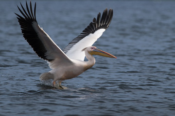 White Pelican in Danube Delta