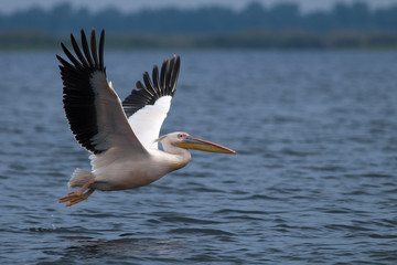 Fototapeta na wymiar White Pelican in Danube Delta