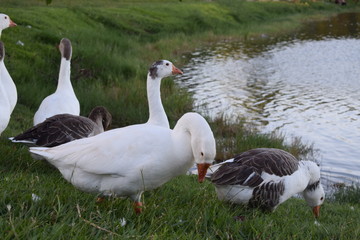 Patos na lagoa