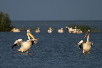 White Pelicans Preening