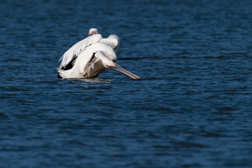 White Pelican in Danube Delta