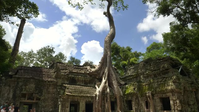 a tall rainforest tree growing on the ruins of ta prohm temple near angkor wat, cambodia