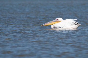 Fototapeta na wymiar White Pelican on water