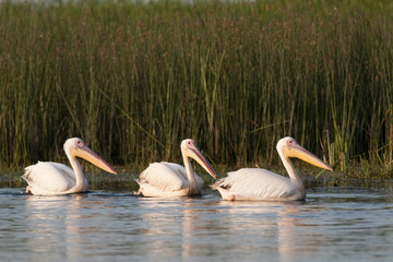 Three White Pelicans