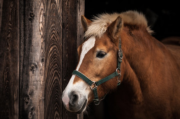 horse portrait, head