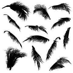 Fototapeta premium set of black silhouette coconut tree leaves, isolated natural plant sign, silhouette vector illustration