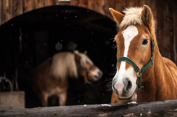 Naklejka premium portrait of horses during a snowfall