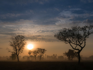 Obraz premium The Sun behind The Silhouette Trees