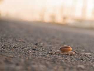 Adventure of The Snail on The Street