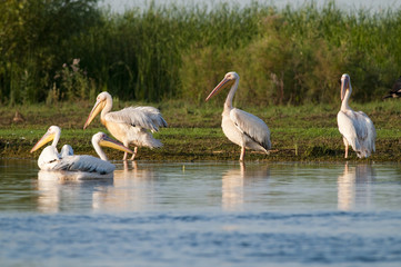 White Pelicans Flock