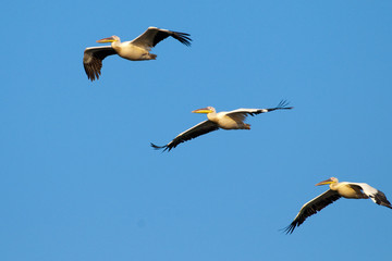 White Pelicans in Flight