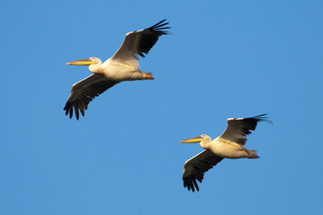 Obraz premium Two White Pelicans in flight