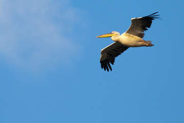 Fototapeta na wymiar White Pelican in flight