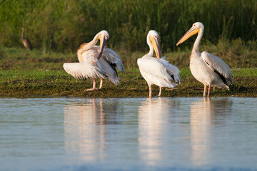 White Pelican