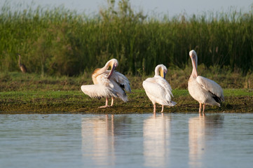 White Pelican in Danube Delta