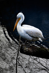 Pelican on a tree stump