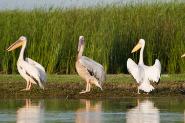 White Pelican in Danube Delta