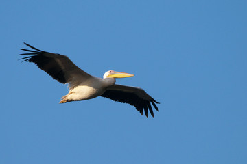 Fototapeta na wymiar White Pelican in Flight
