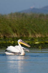 White Pelican in Danube Delta