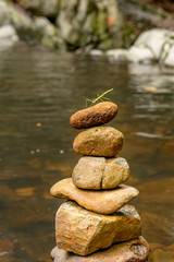 Fototapeta na wymiar A green stick insect stands upon a rock stack in the Gold Coast hinterland. Zen rock stack with green stick insect.