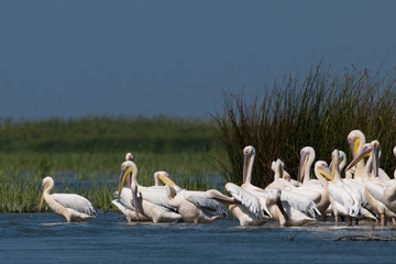 White Pelicans Colony