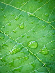 Water Rain Drops Perched on The Elephant Climber Leaf