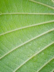 Texture of The Elephant Climber Back Leaf