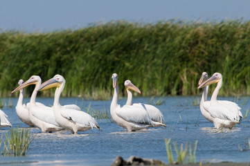 White Pelican in Danube Delta