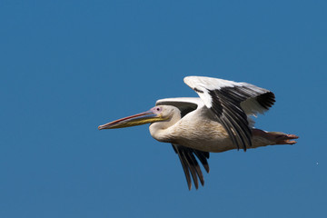 White Pelican in Danube Delta