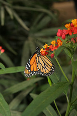 Obraz premium butterfly insects different coloring shape wings green plants farm aviary flowers leaves